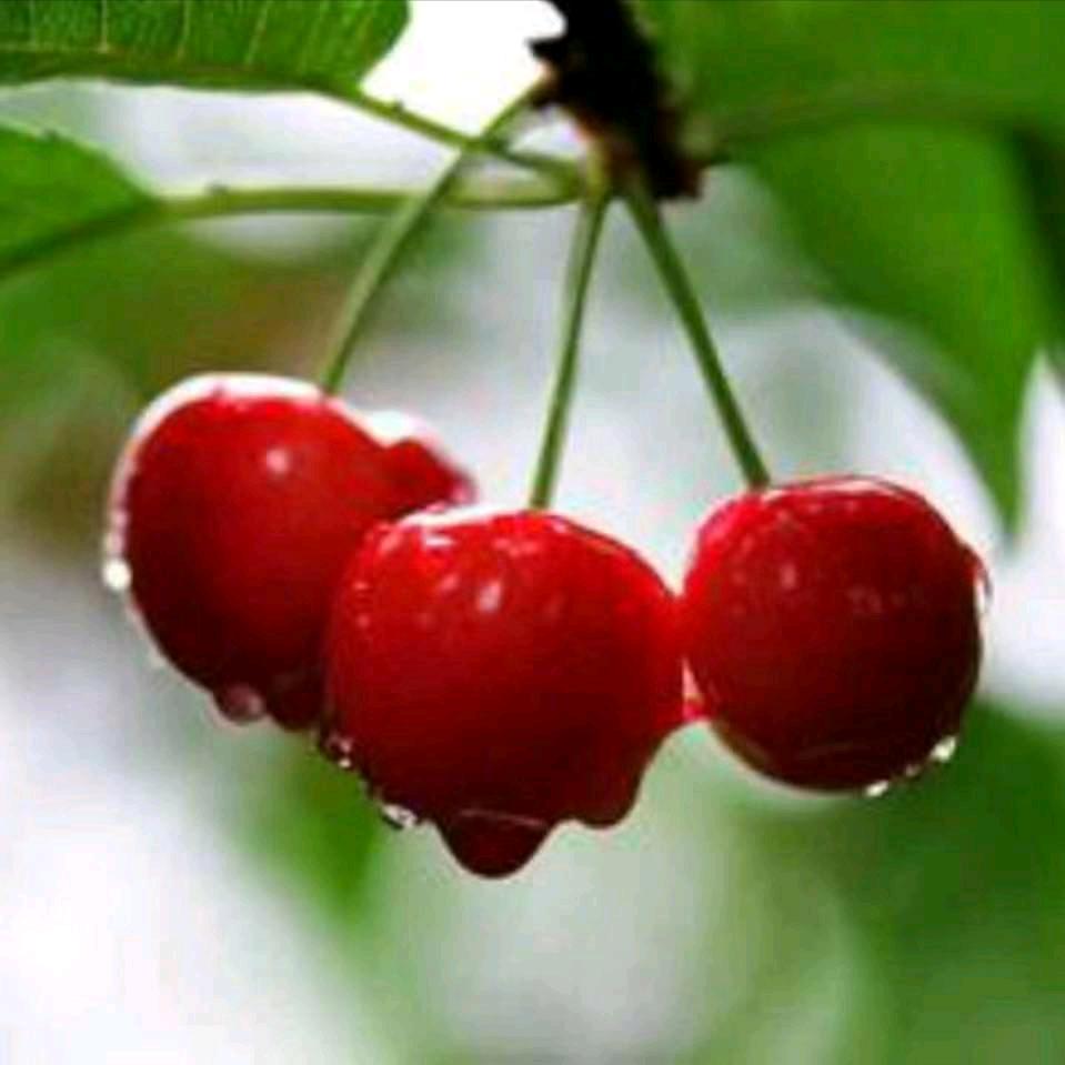 樱桃（108）🌹🌹🌹🌹