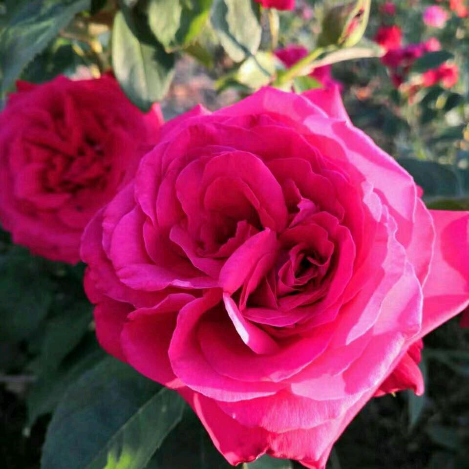 富贵花开