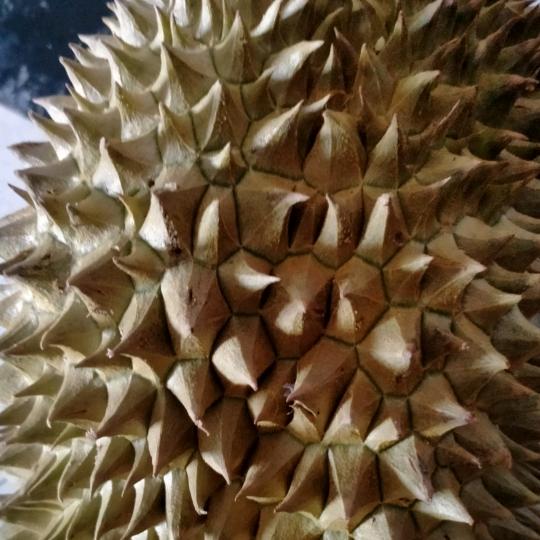 敏悦榴莲