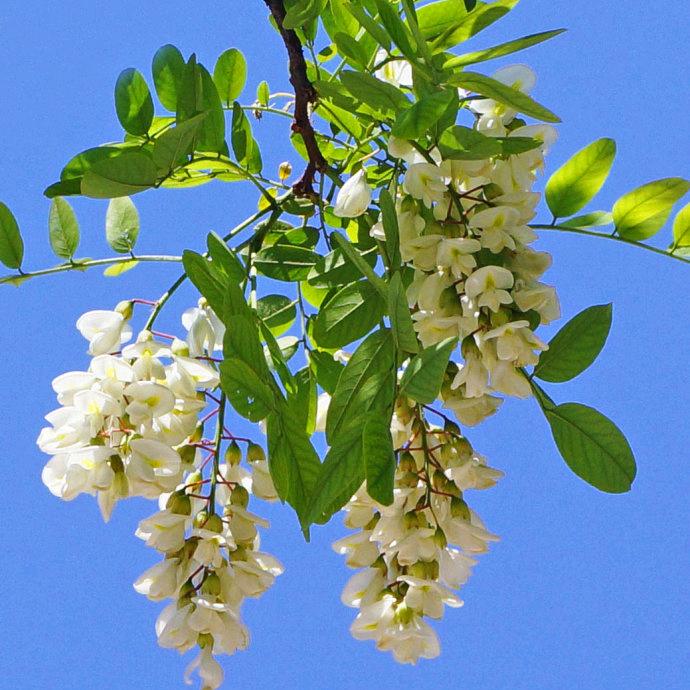 五月槐花香不香