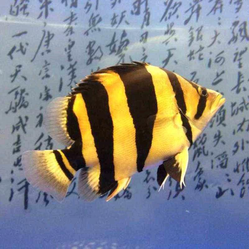 咸鱼