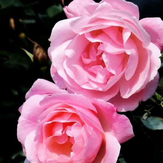 有一种笑叫做坚强