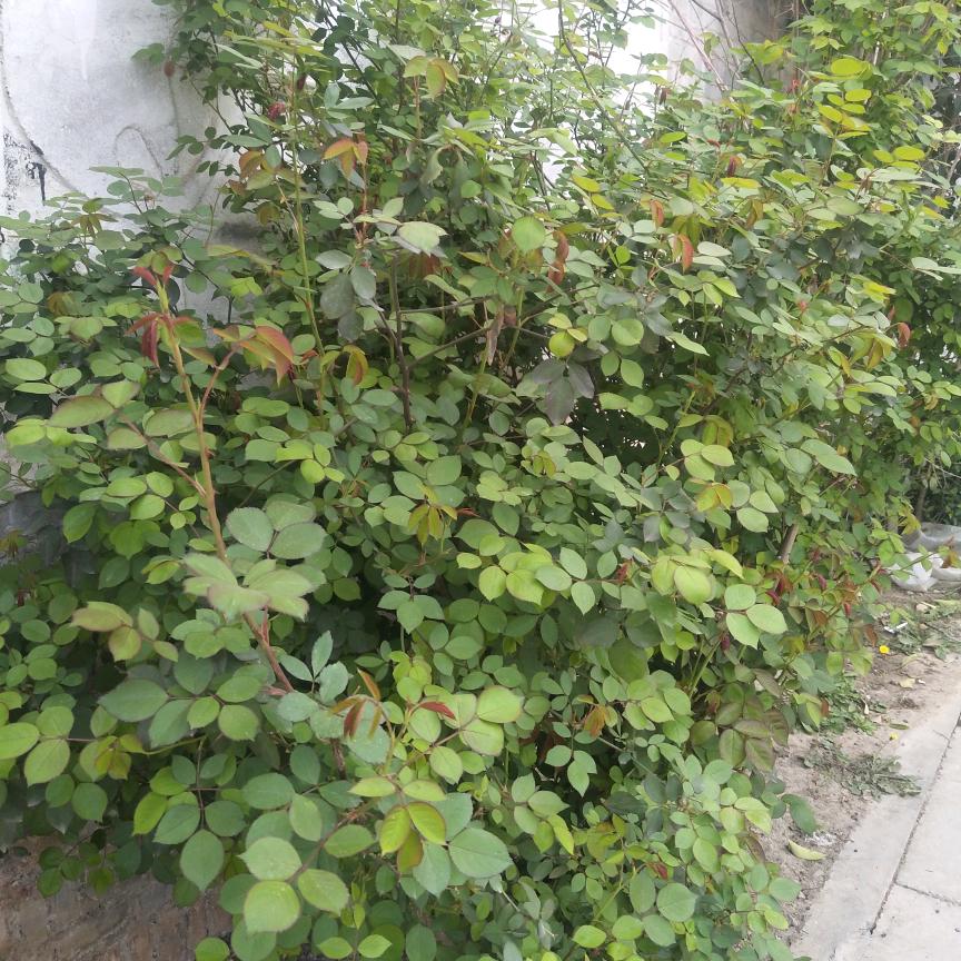 美丽四方