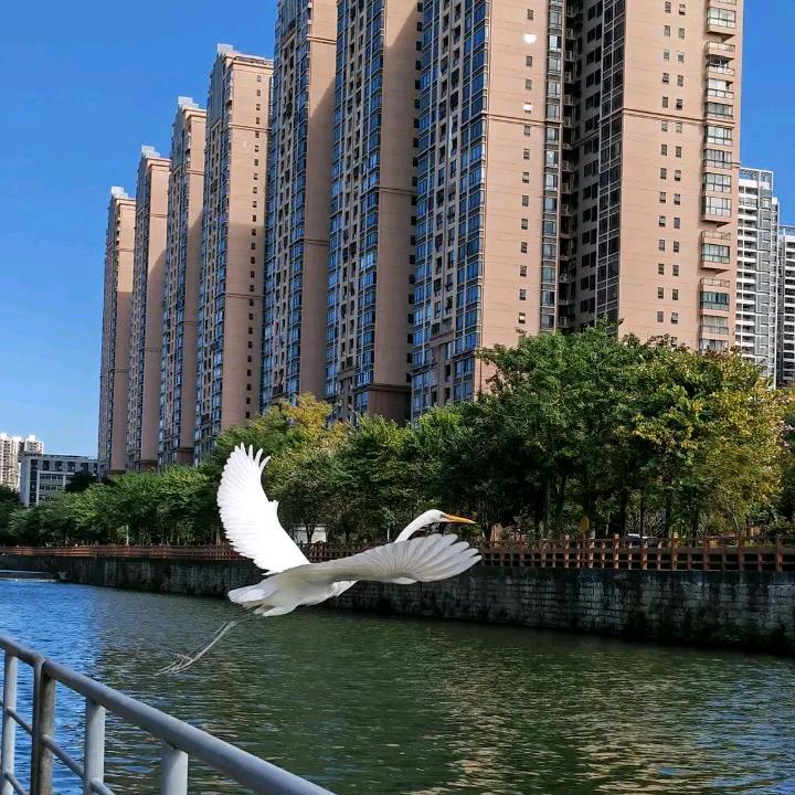 梦蝶