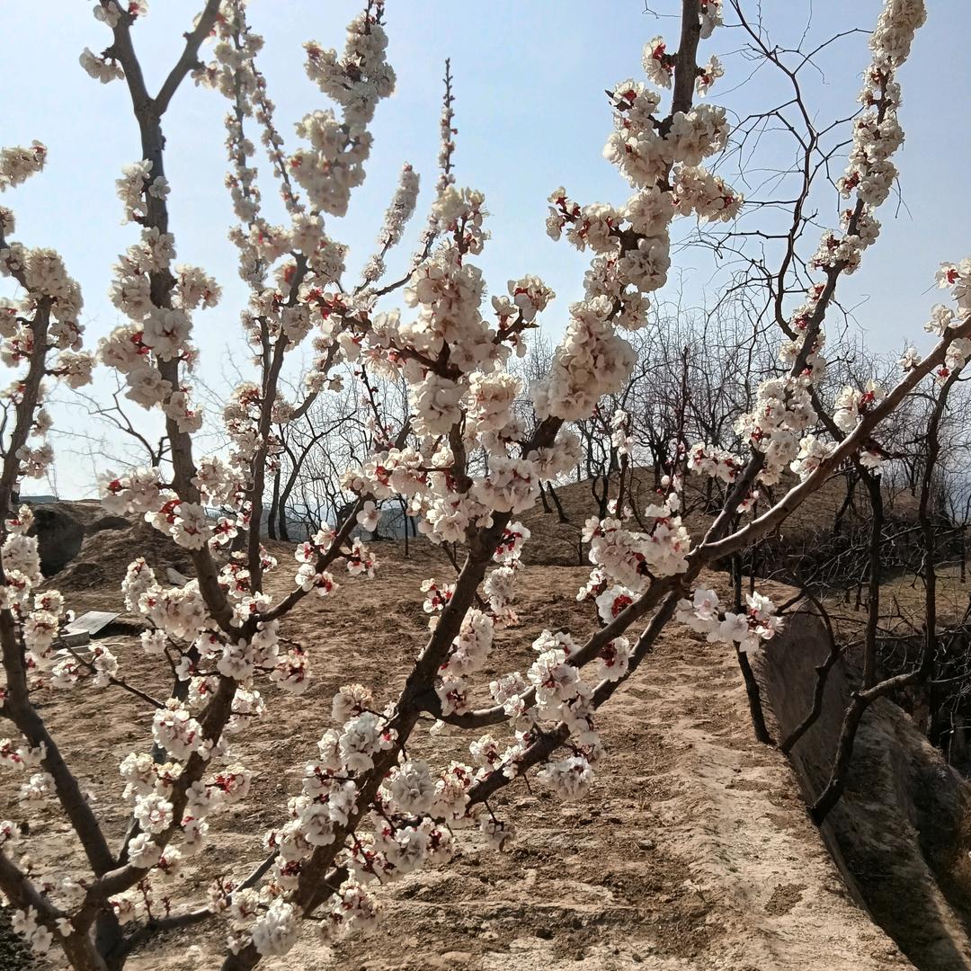 贺瑞芳