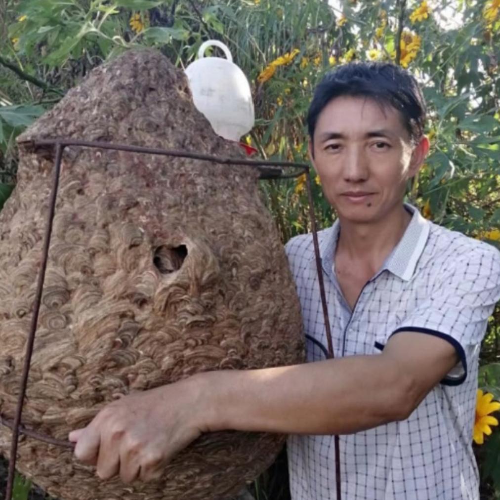 云源胡蜂养殖