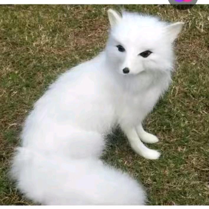 白狐