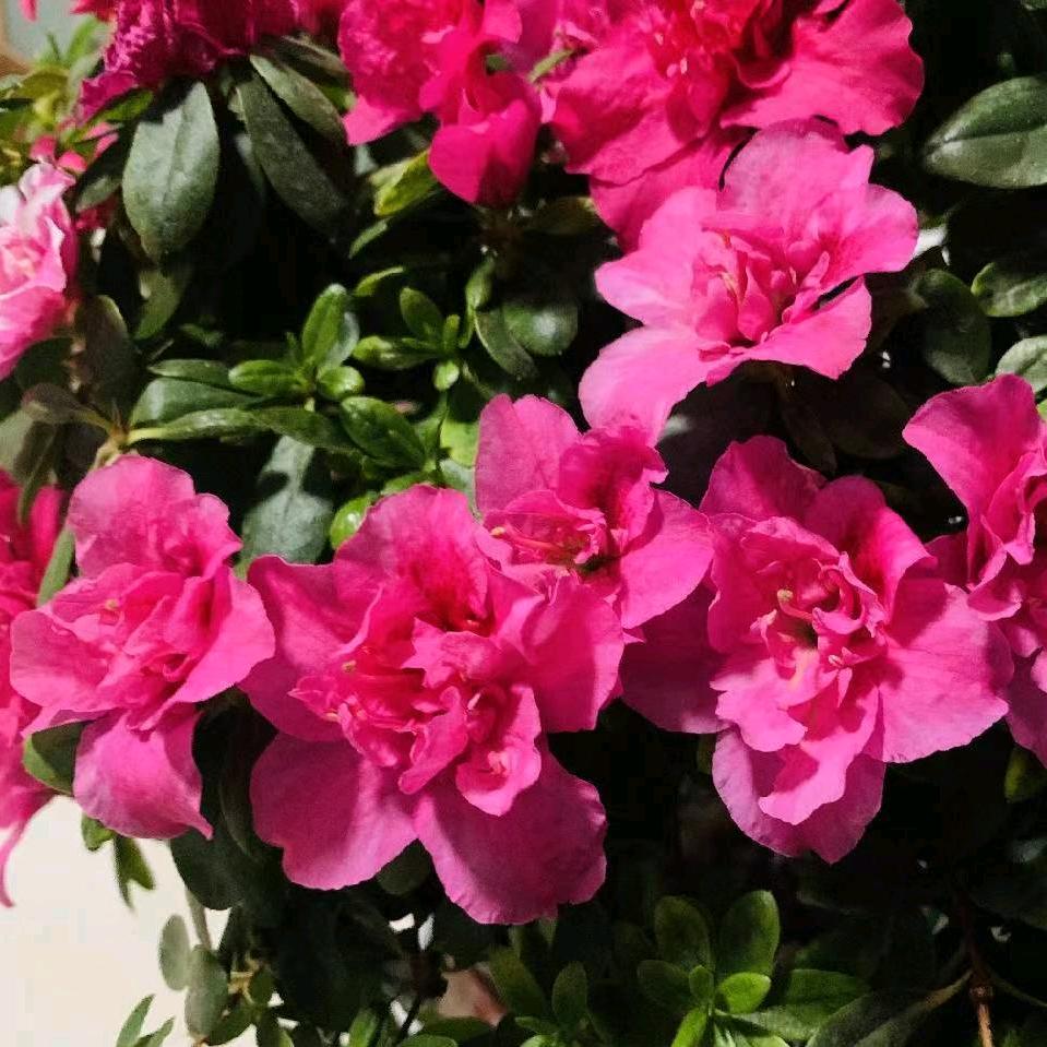ctzl456🌹🌹（拒绝私聊）