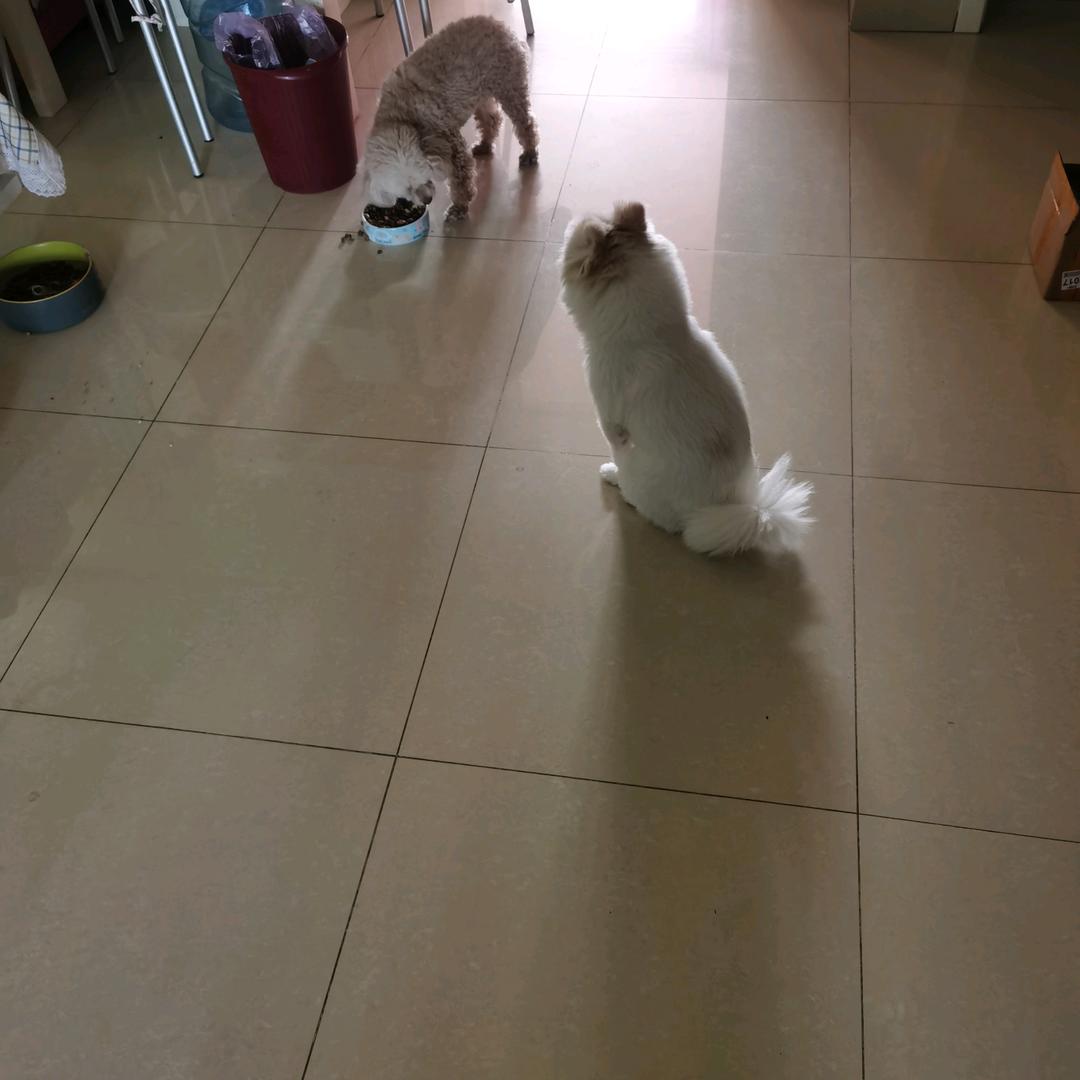 我家毛球说日语