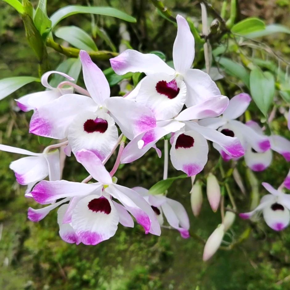 华均石斛花卉
