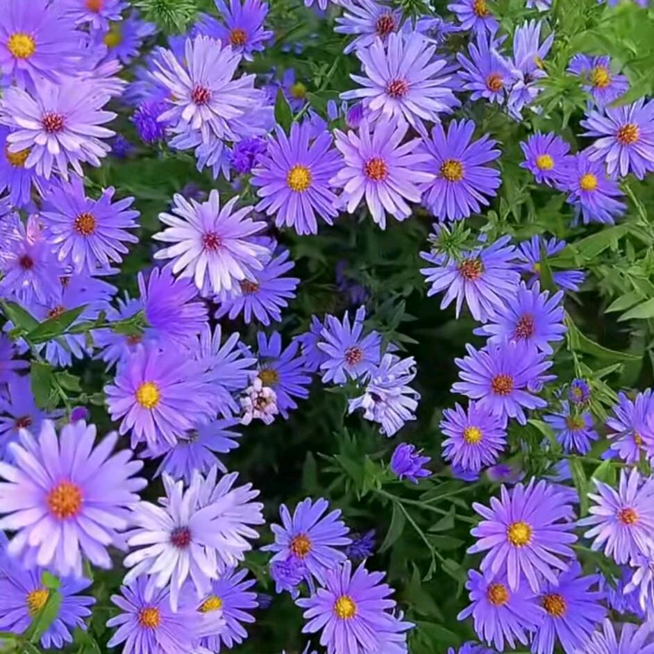 青岛佳诚汇名车