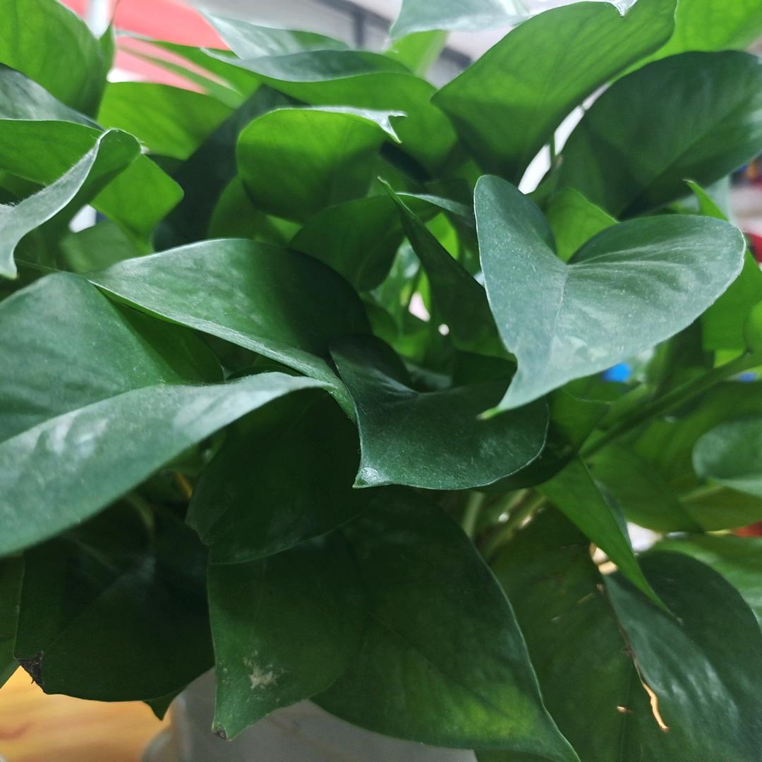 纵横赤兔马