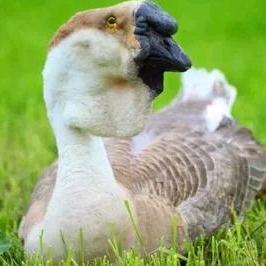 万利顺农业生态