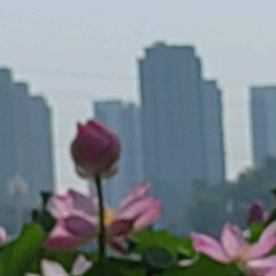 木棉花