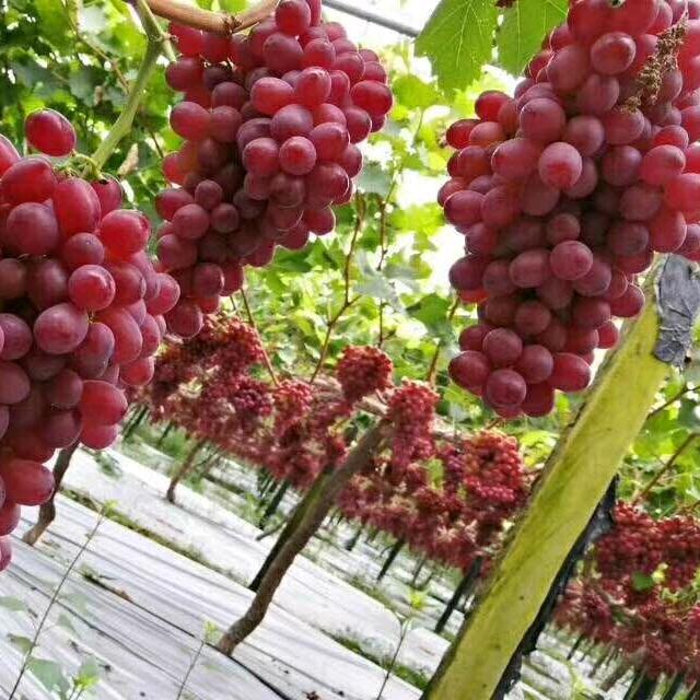 水果搬运工