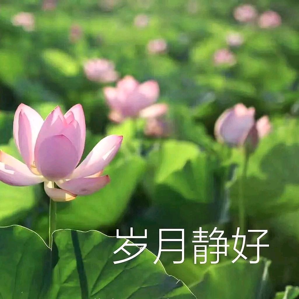 岁月静好。唐