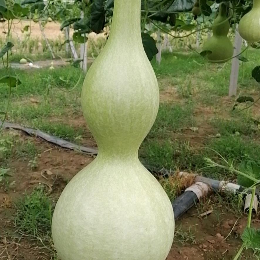 葫芦姐姐