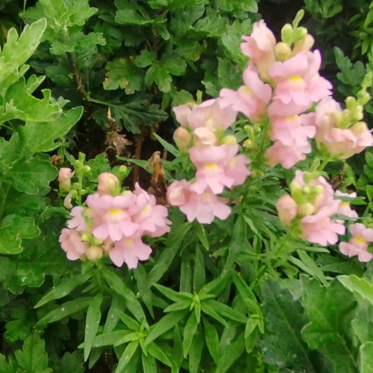 小曹