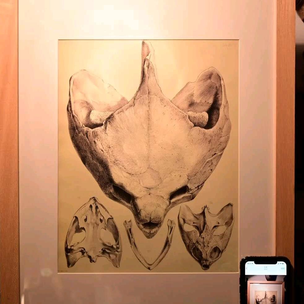 万理亚💎佛州鳄龟（佛鳄龟）