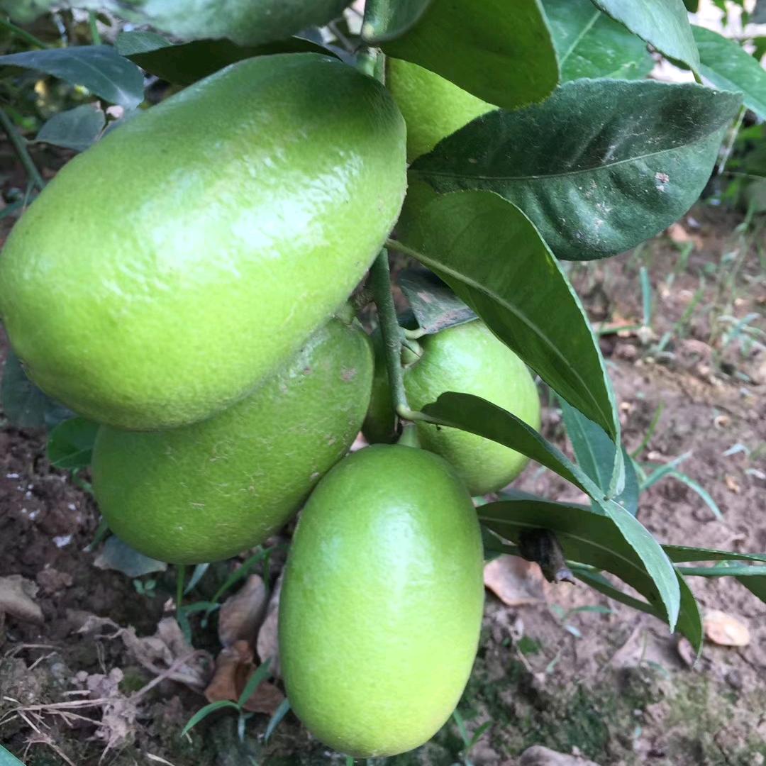 柠檬王子🍋
