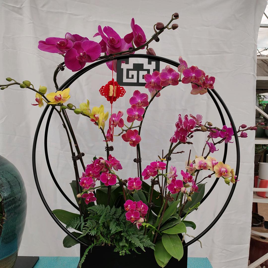 奥丽奥花卉