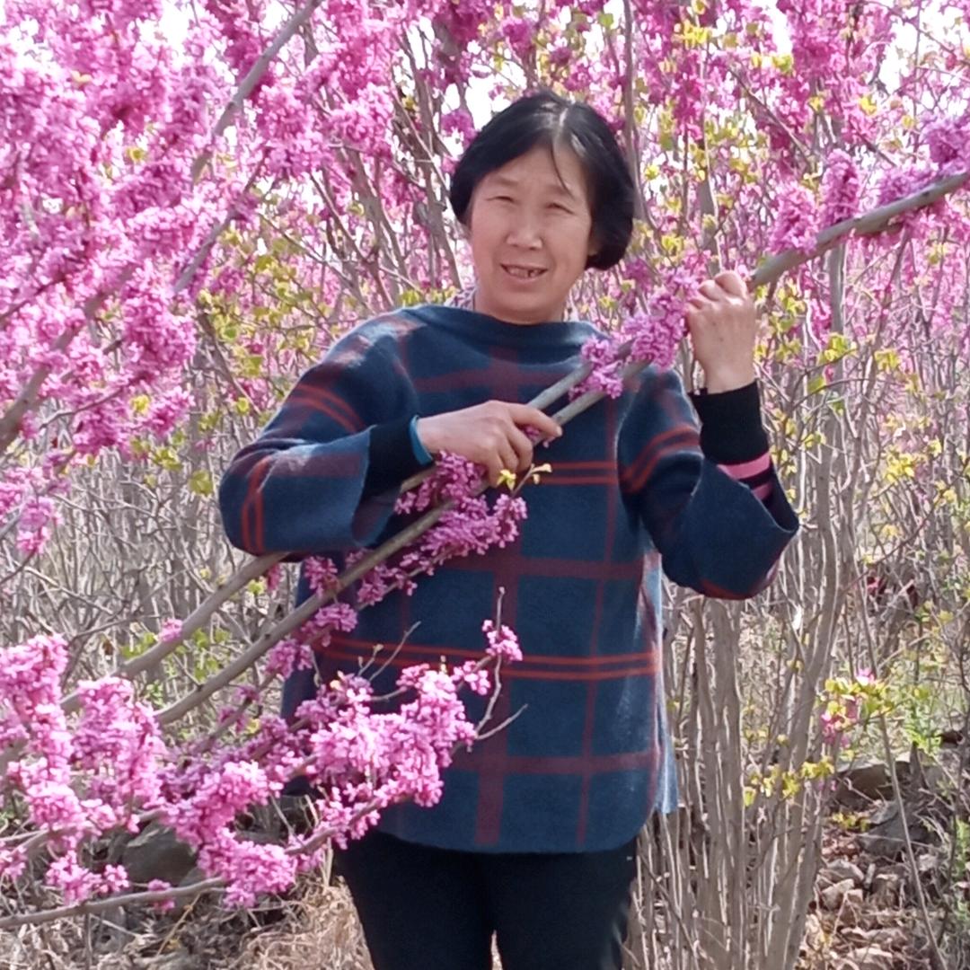 旭日百灵