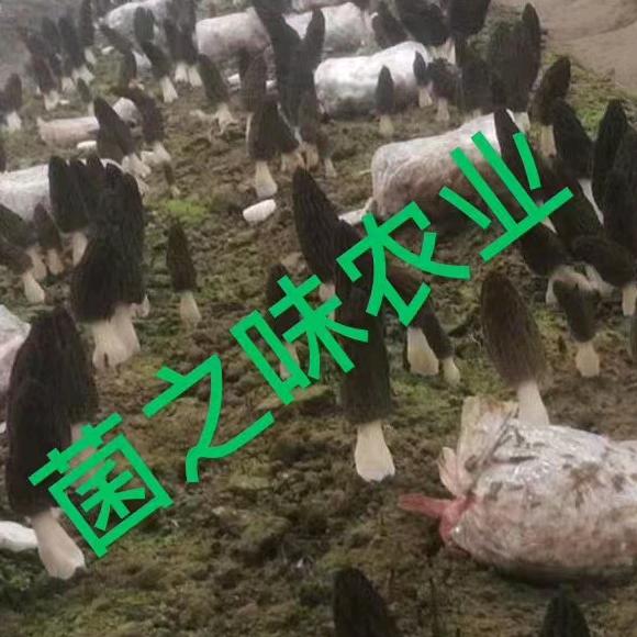 产地批发羊肚菌老杨