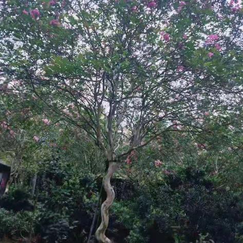 小莹一直在