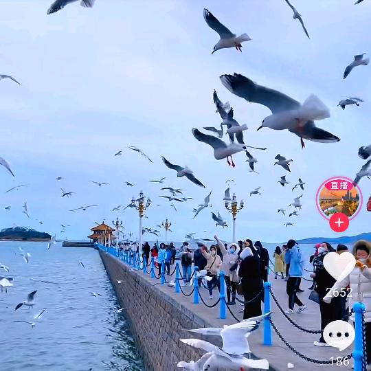 雁南归（越***）