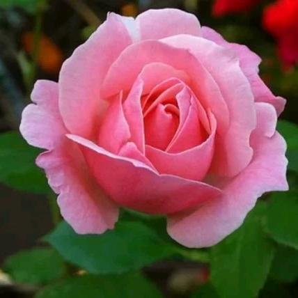 孝心～爱心～良心--做一个良知的人