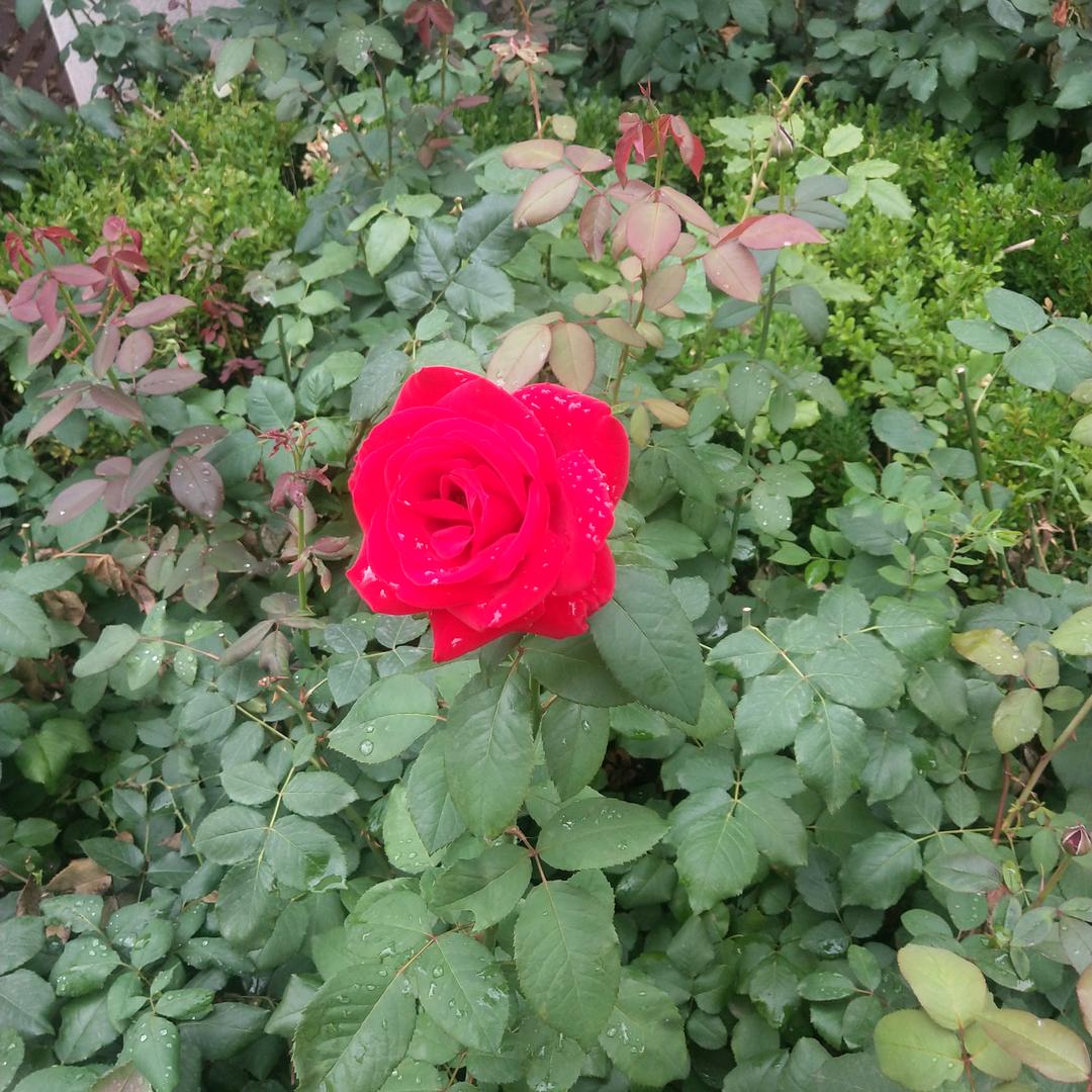 待到山花烂漫时
