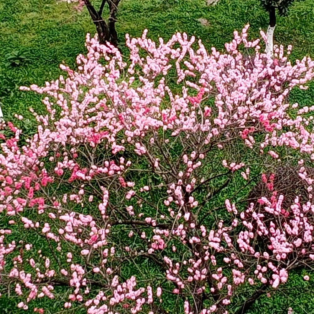 相遇黔城 🌺🌺❤️❤️