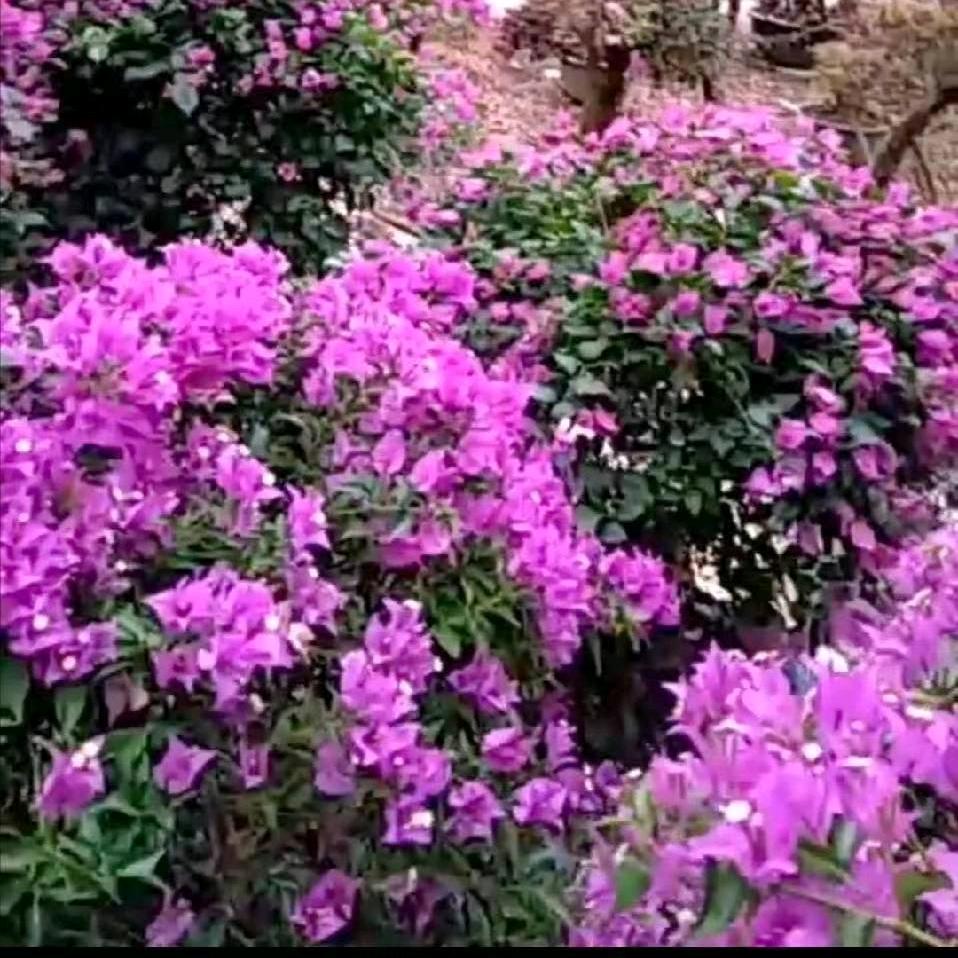 忘优草