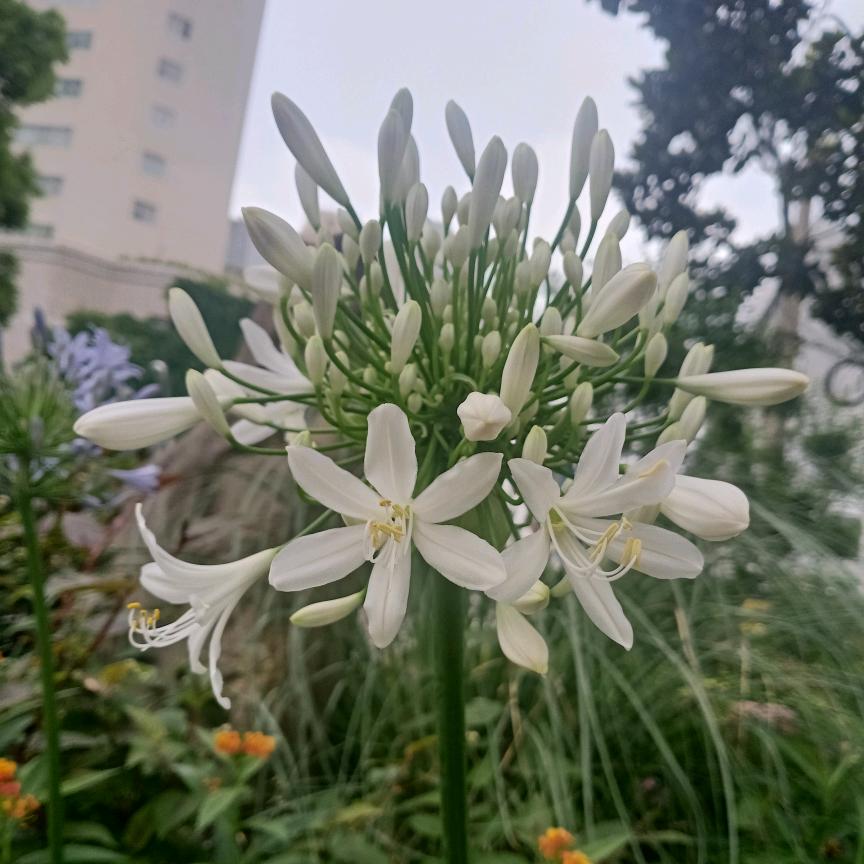 张军Zhangnianyang