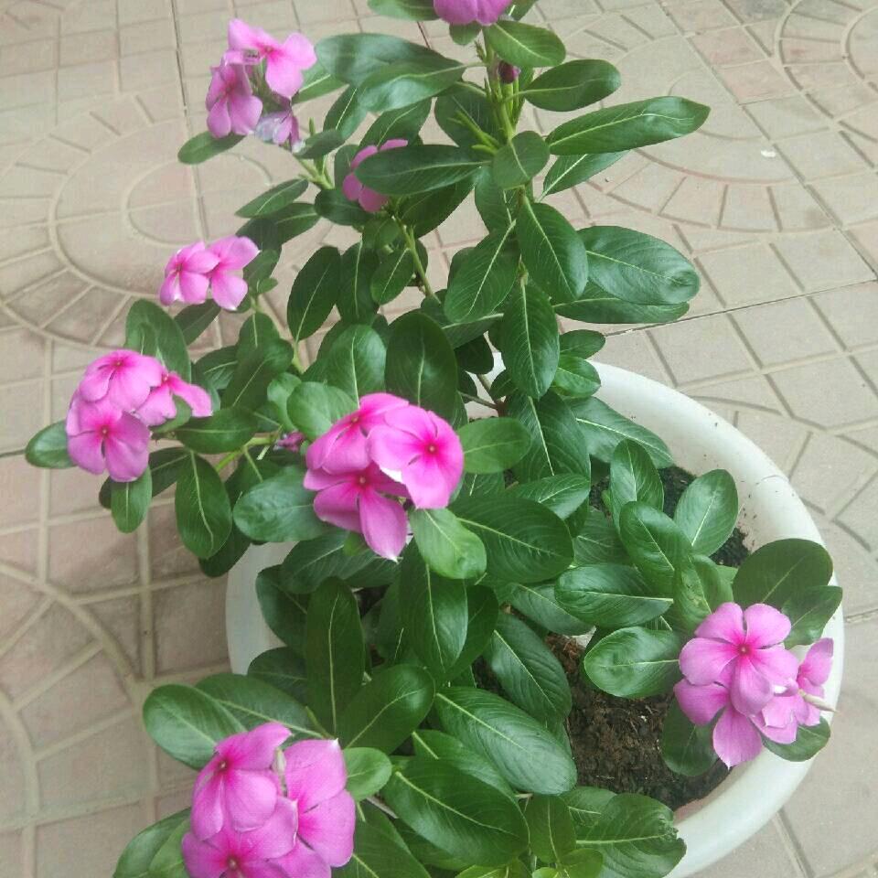 宁静.