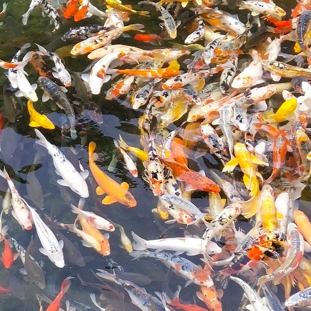 胖@@妞风雨@.@同周