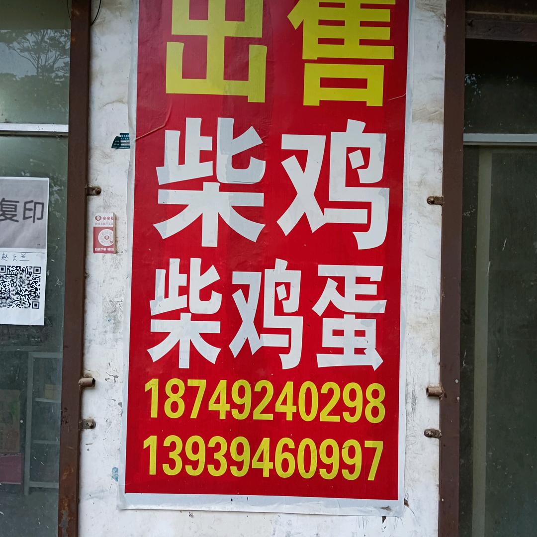 散养鸡