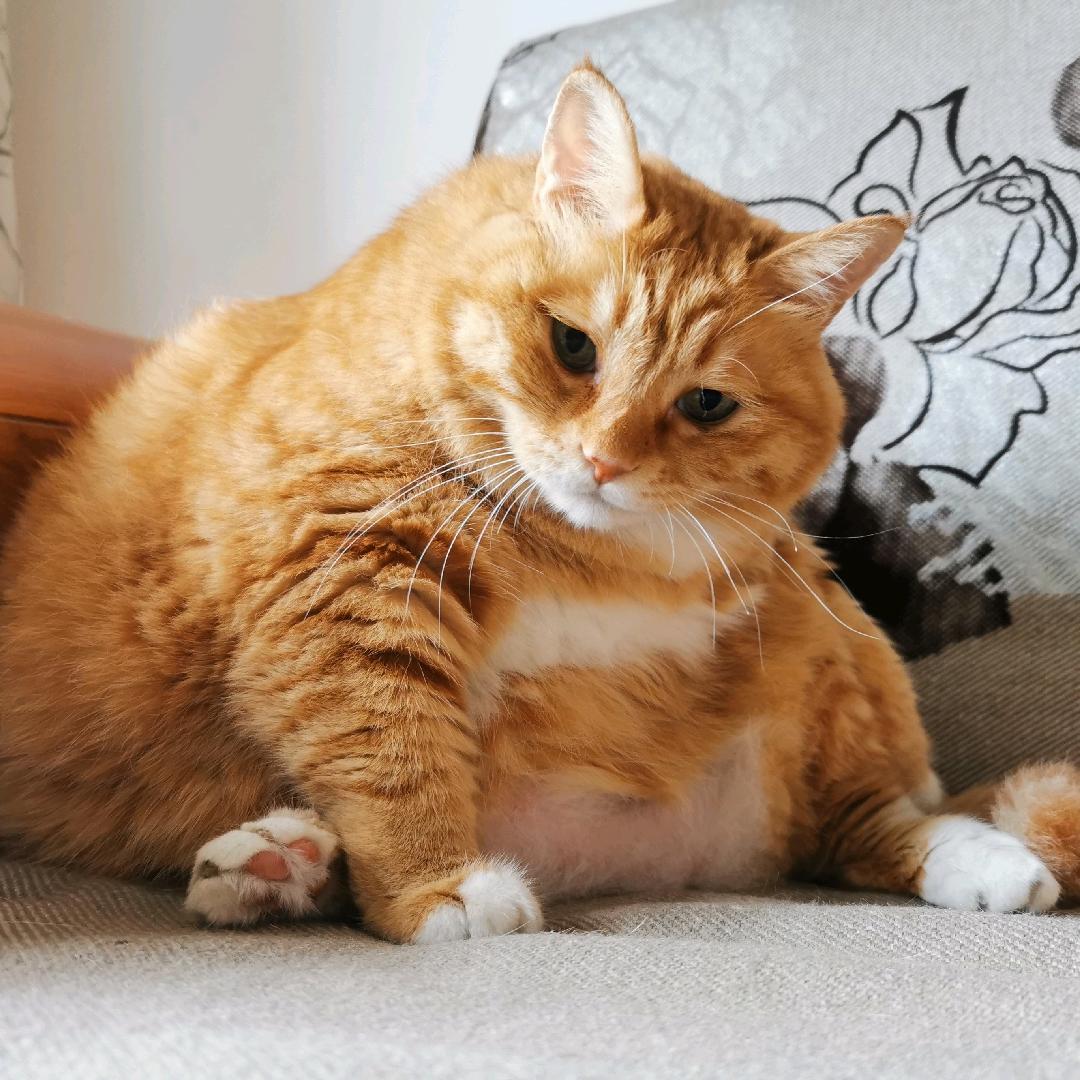 小男孩