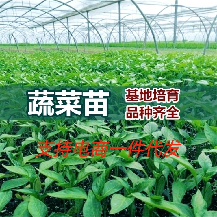寿光聚发种苗