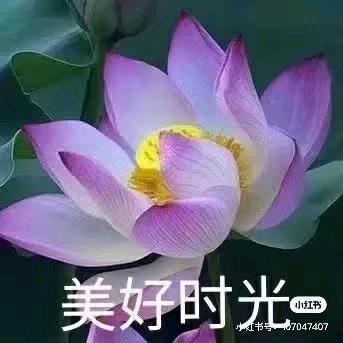 七妹
