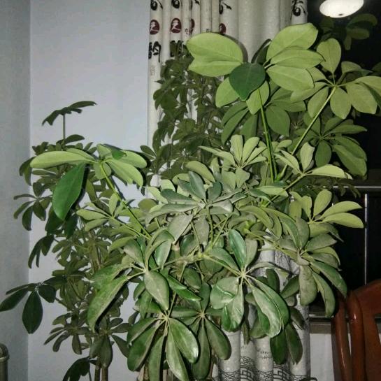 王德旭