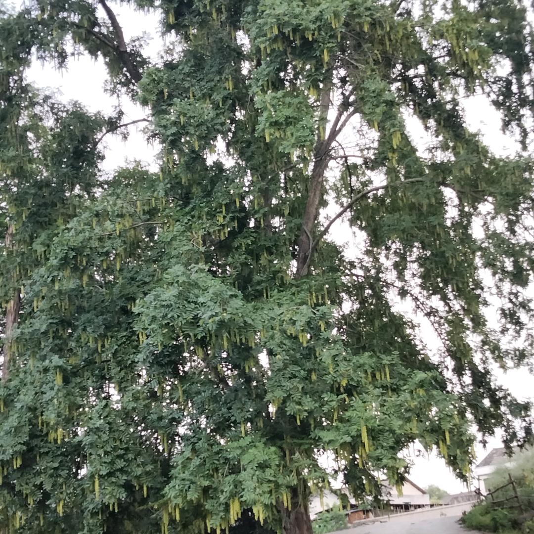重庆秀山尹三妹