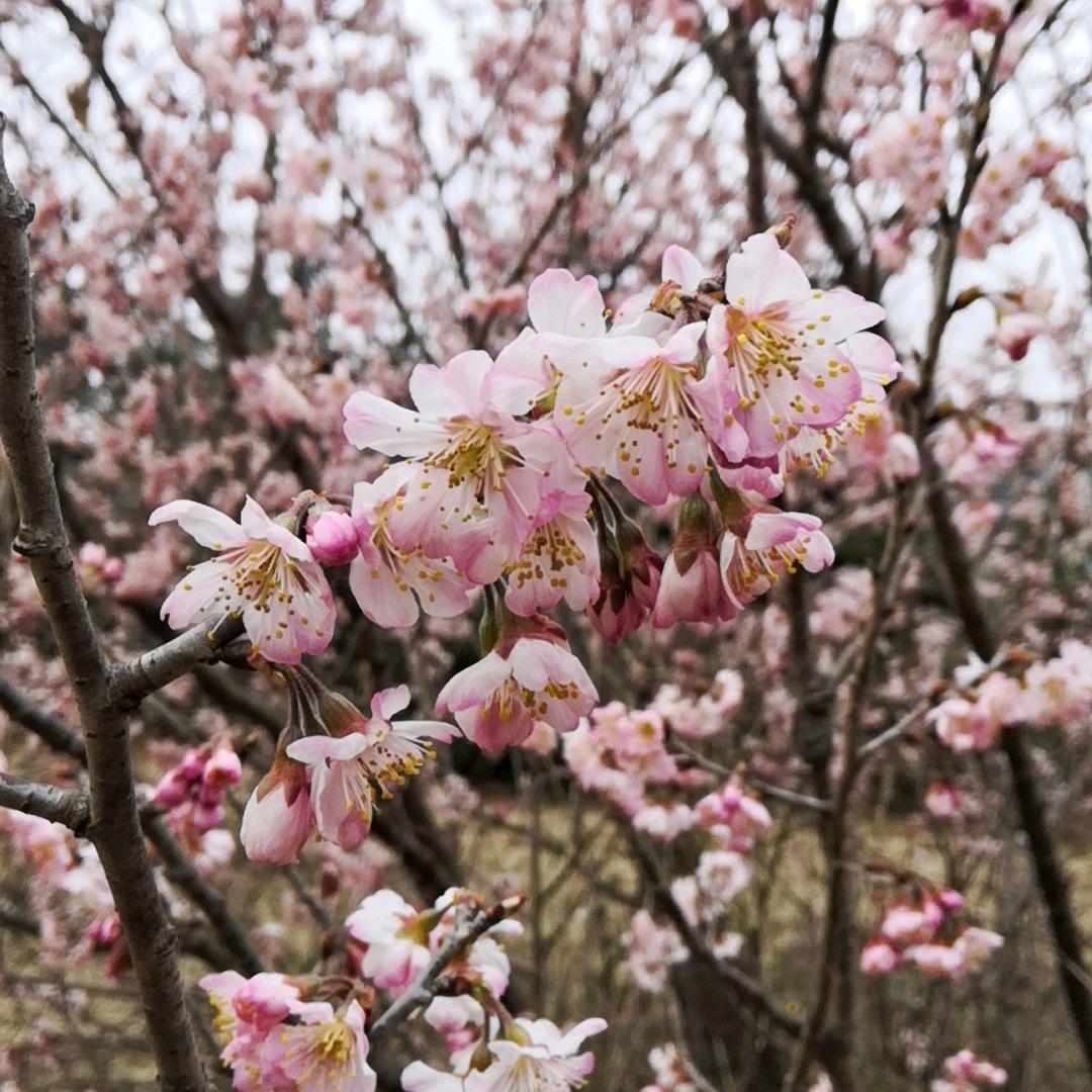 嫣红
