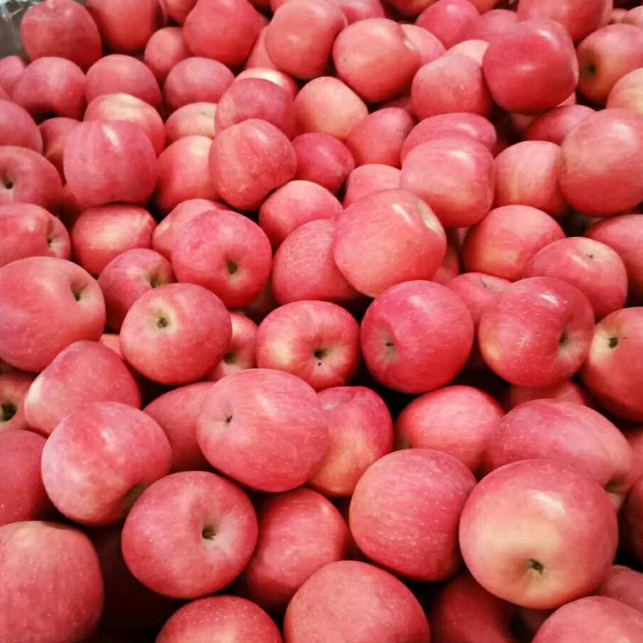 秋娜鑫美代收苹果大樱桃