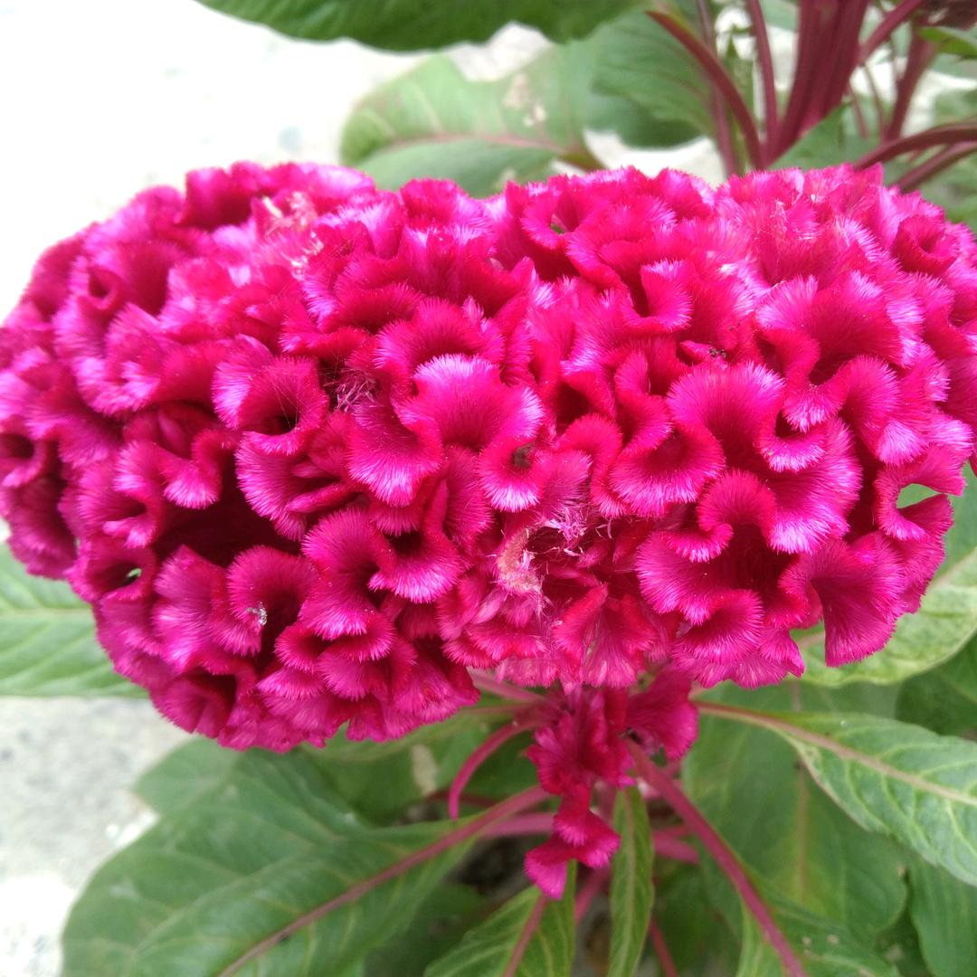 一颗纯净的心❤️