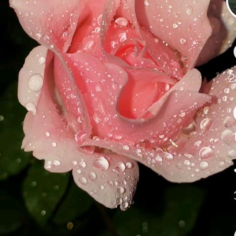 批发零售各种水果