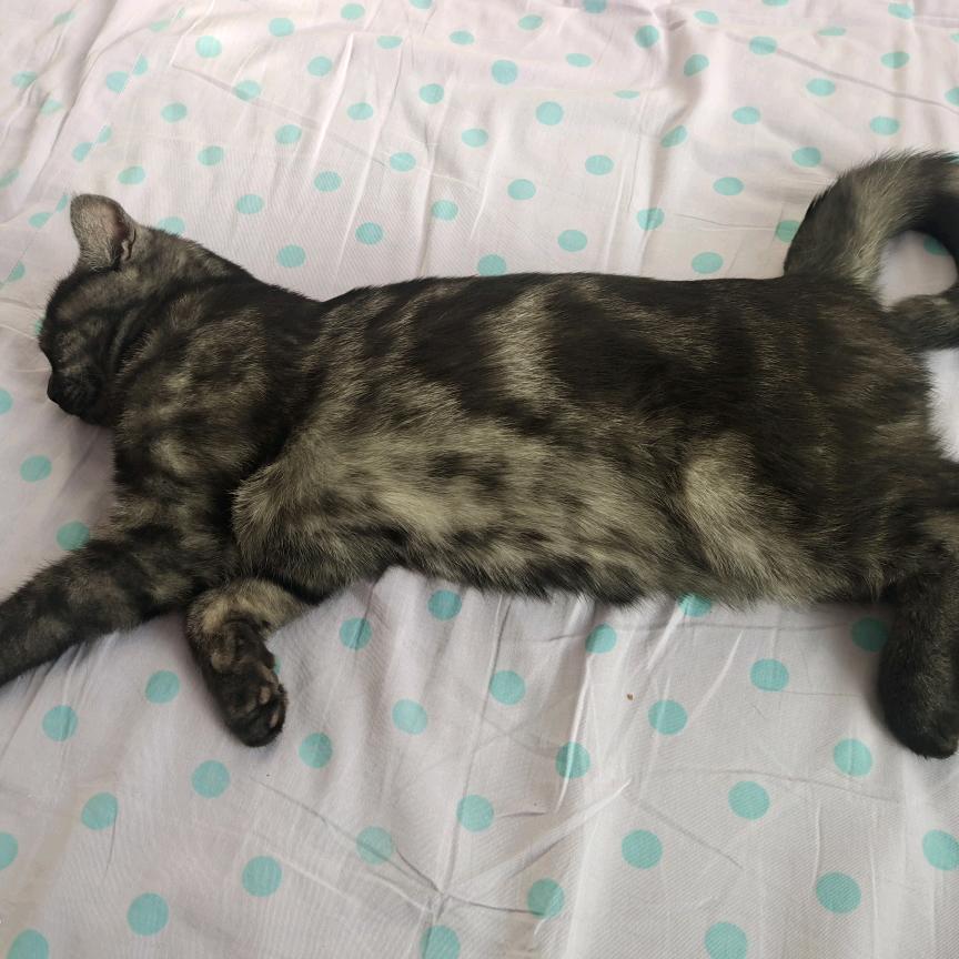 前旗.草原一岁羊(大滩店)官方号