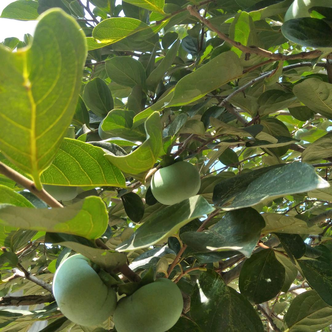 好😁人一生平安