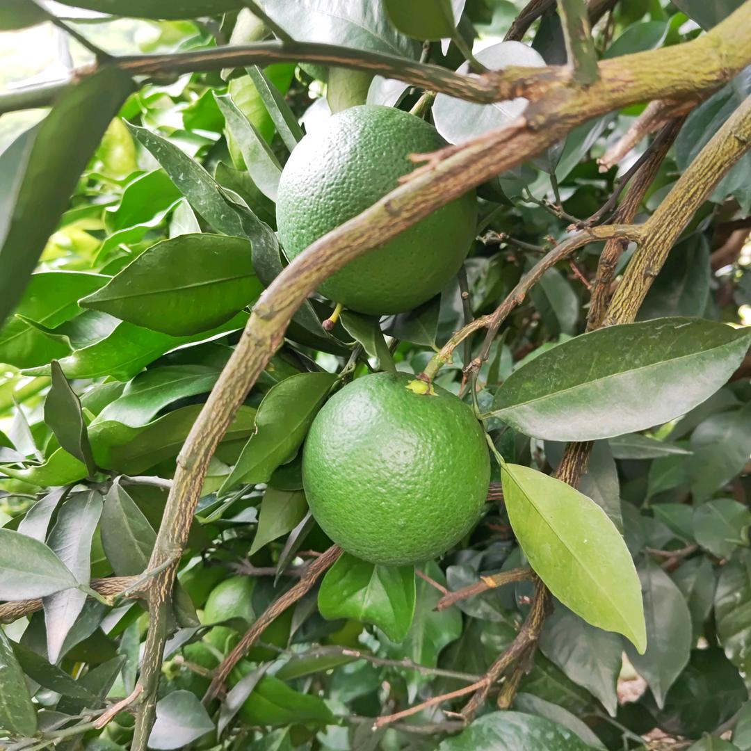 奉节县红又甜脐橙种植中心