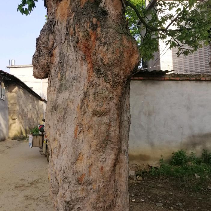苍天饶过谁😜